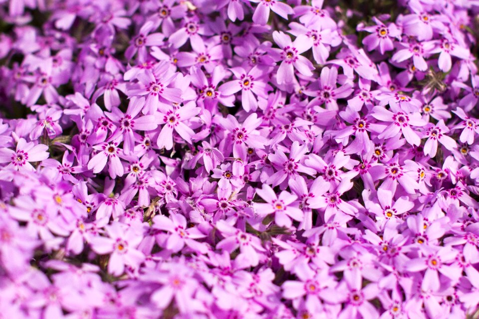 Nature pink garden pink gardening