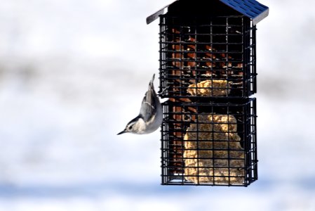 White-breasted nuthatch photo