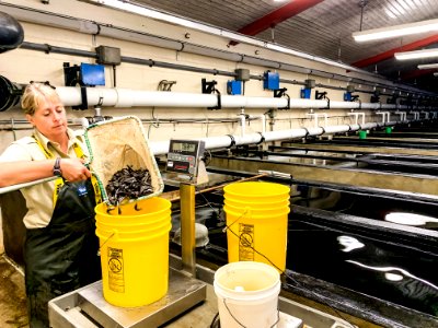 Inventorying fingerling lake trout in the tankroom