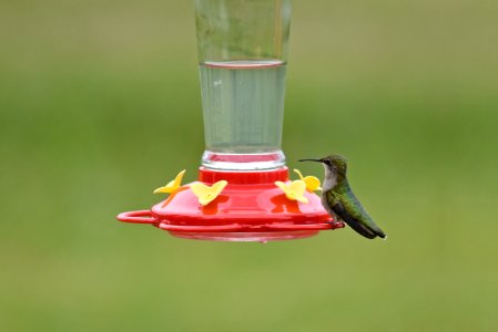 Ruby-throated hummingbird