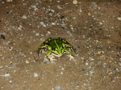 Teichfrosch2