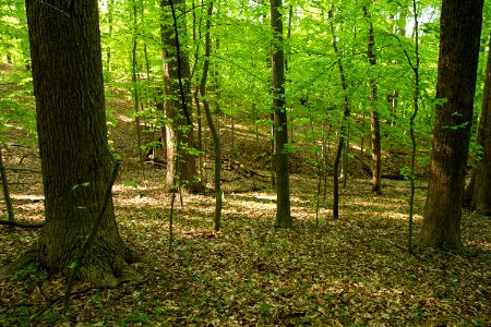 White Horse Trail