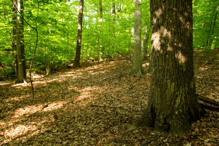 Mesic Mixed Hardwood Forest