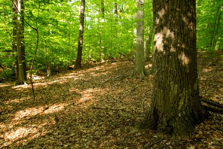 Mesic Mixed Hardwood Forest photo