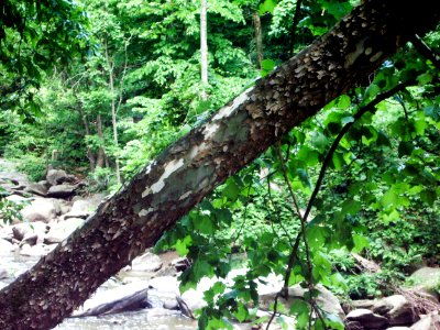 American sycamore leaning over water photo