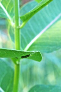 Monarch Caterpillar on Common Milkweed