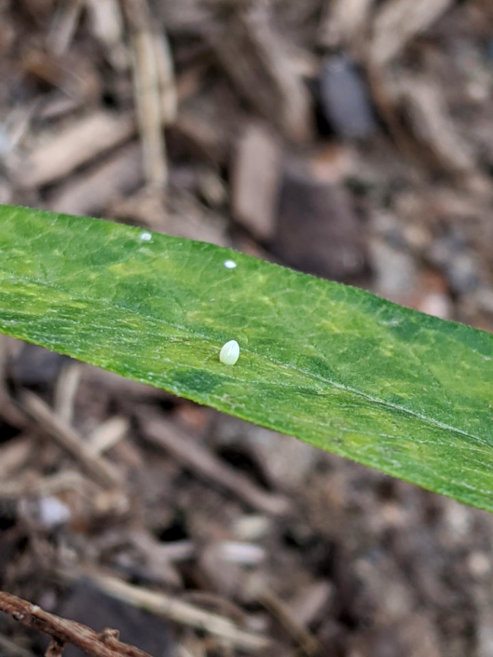 Monarch butterfly egg on common milkweed photo