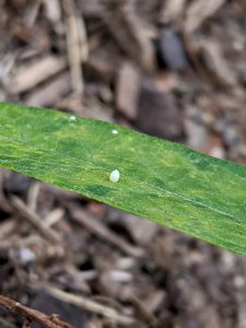 Monarch butterfly egg on common milkweed