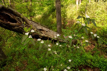 Luzon Viburnum photo