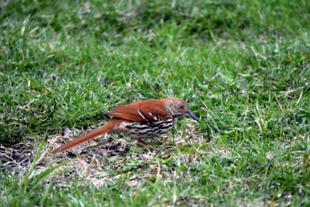 Brown thrasher