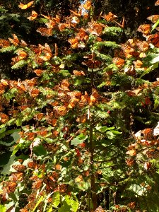 Monarch butterflies clustering on trees in Mexico photo