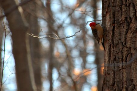 Red-bellied woodpecker photo