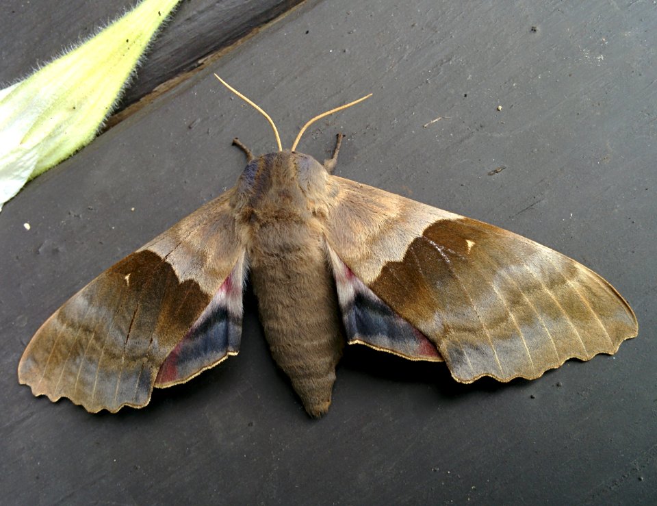 Modest sphinx moth