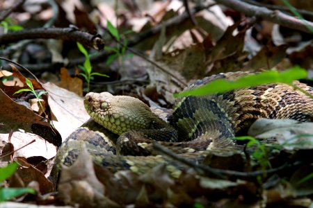 Timber Rattlesnake