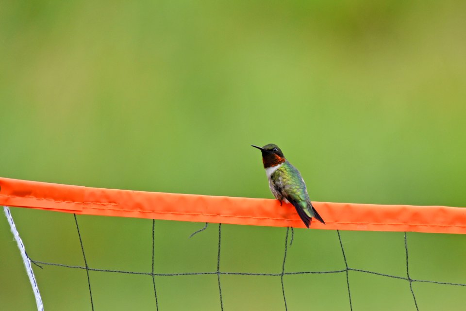Ruby-throated hummingbird