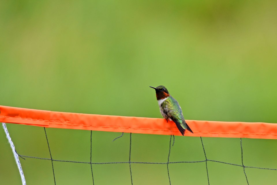 Ruby-throated hummingbird photo