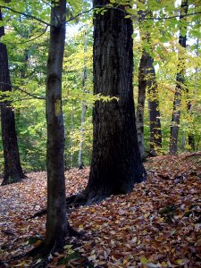 Yellow trail blaze in Mesic Mixed Hardwood Forest in autumn