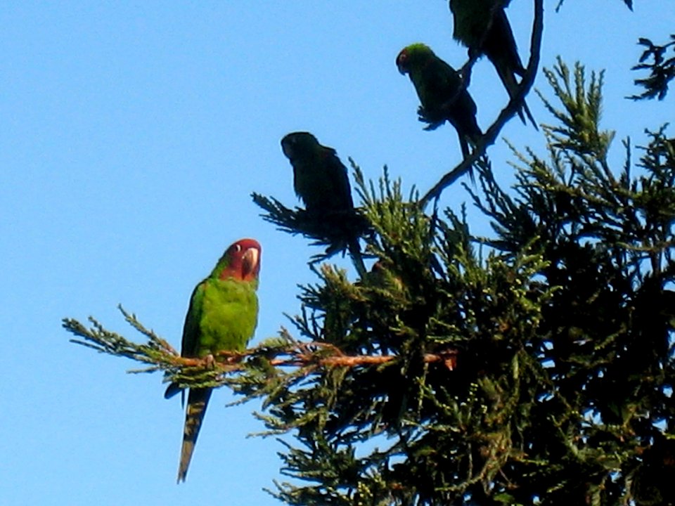 Parrots of Telegraph Hill