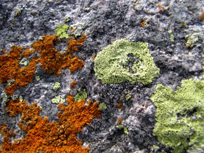 Yellow Map Lichen, Single-spored Map Lichen, and Elegant Sunburst Lichen  at Huron National Wildlife Refuge
