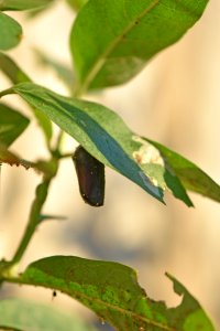 Monarch chrysalis on common milkweed (day 13) photo