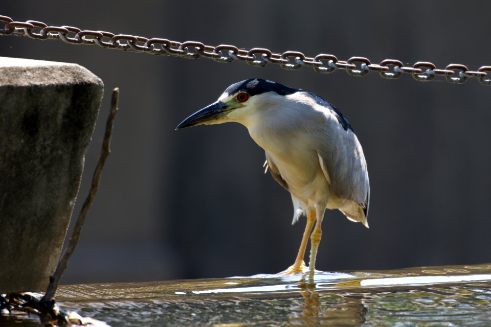 Black-crowned Night-heron