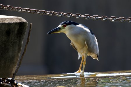 Black-crowned Night-heron photo