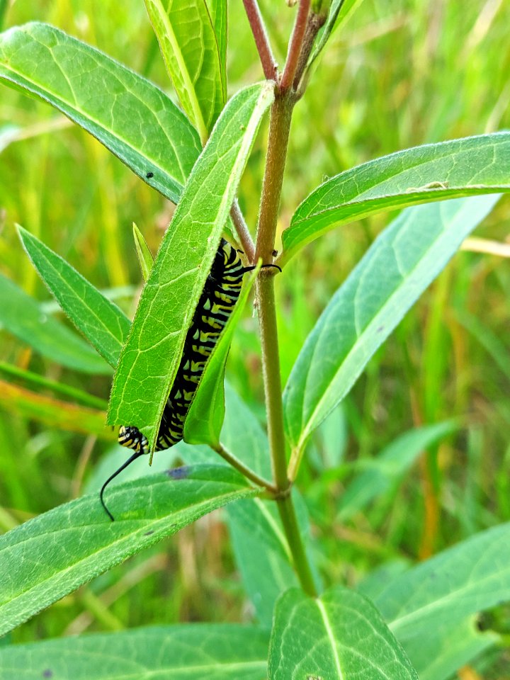 Monarch Caterpillar on Swamp Milkweed