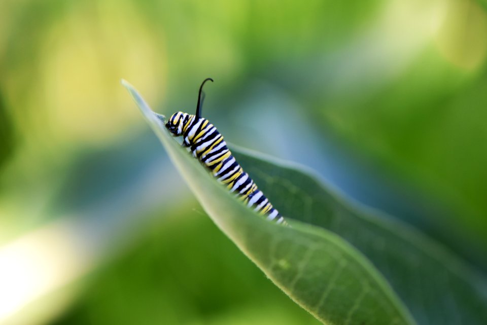 Monarch caterpillar