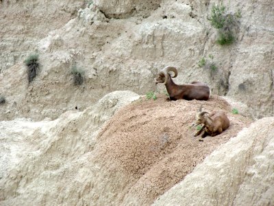 Sheep at Badlands NP in SD photo