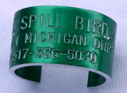 Leg bands from Michigan DNRE attached to birds from the Enbridge Kalamazoo River oil spill prior to their release