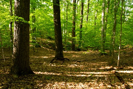 Mesic Mixed Hardwood Forest
