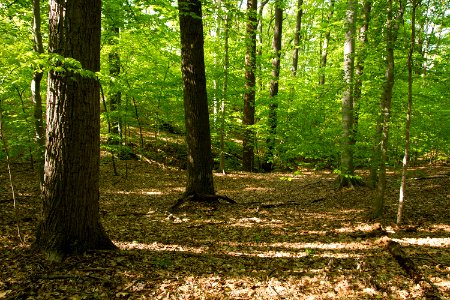 Mesic Mixed Hardwood Forest photo