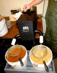 Egg picker separating fertilized eggs from unfertilized eggs photo