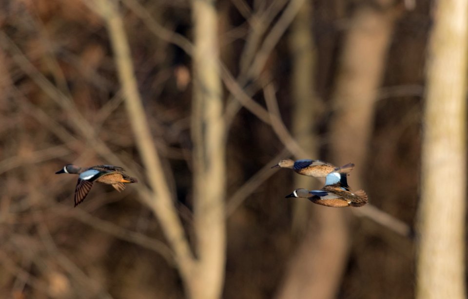 Blue-winged teal in flight