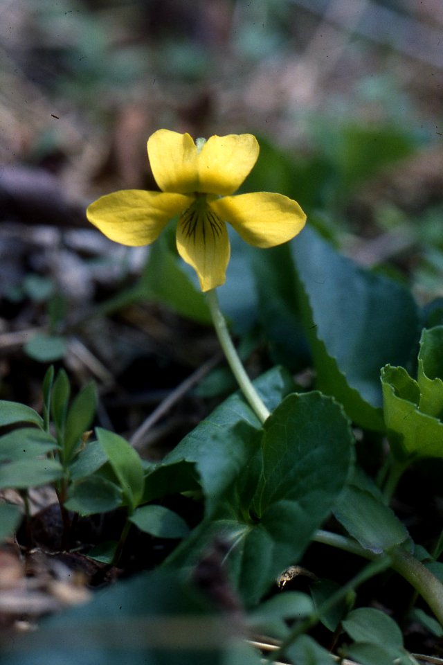 Smooth yellow violet