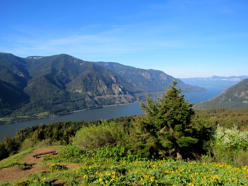 Dog Mountain Trail in Washington