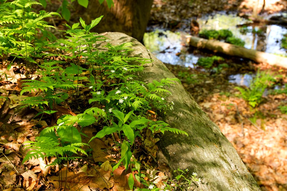 Plants on rock outcrop photo