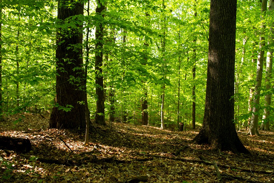 A Variant of the Mesic Mixed Hardwood Forest at Rock Creek Park