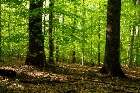 A Variant of the Mesic Mixed Hardwood Forest at Rock Creek Park photo