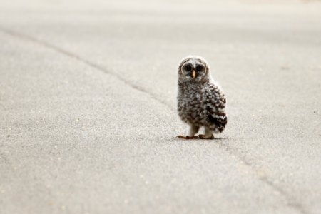 Barred owl fledgling photo