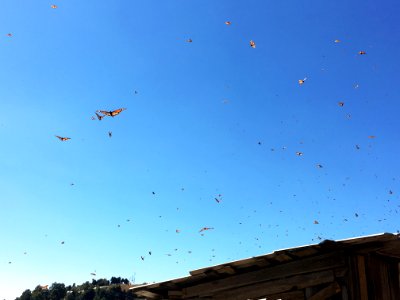 Monarch butterflies in flight in Mexico