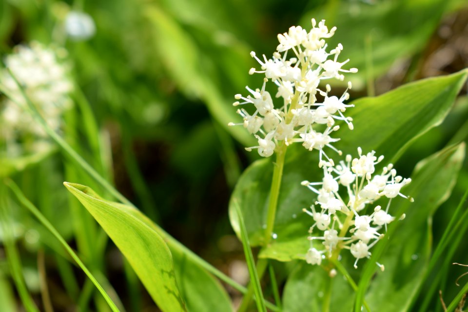 Canada mayflower at Huron National Wildlife Refuge