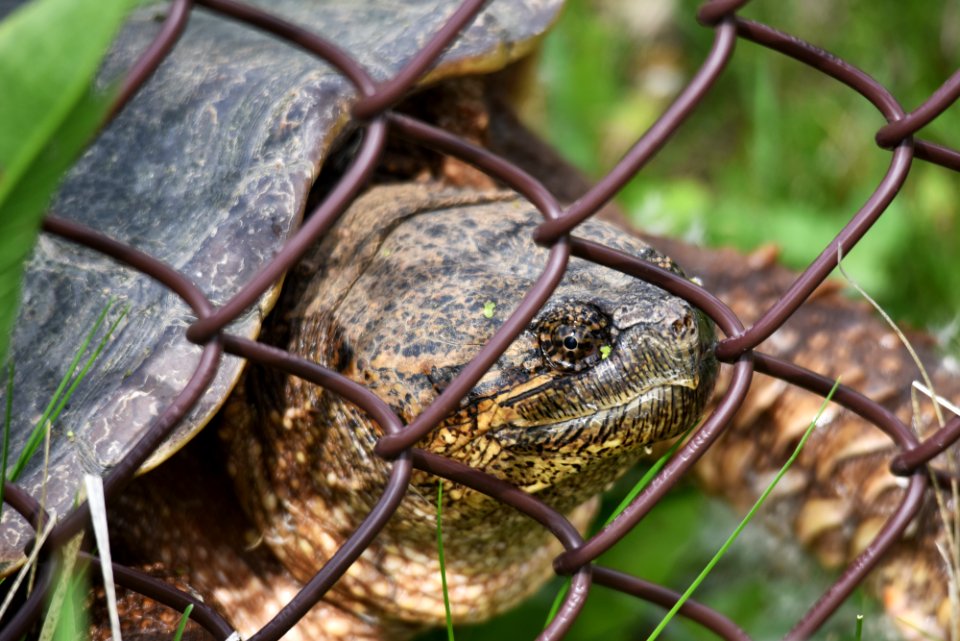 Common snapping turtle