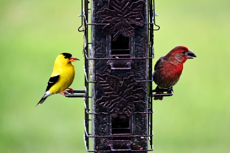 An American goldfinch and house finch visit the feeder