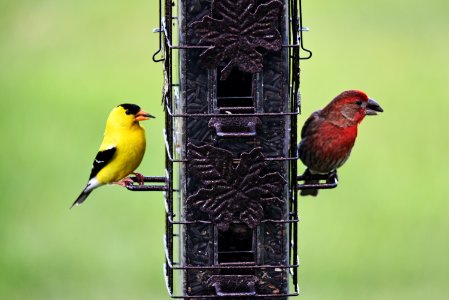 An American goldfinch and house finch visit the feeder photo
