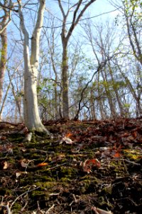 Oak - Beech / Heath Forest in winter photo