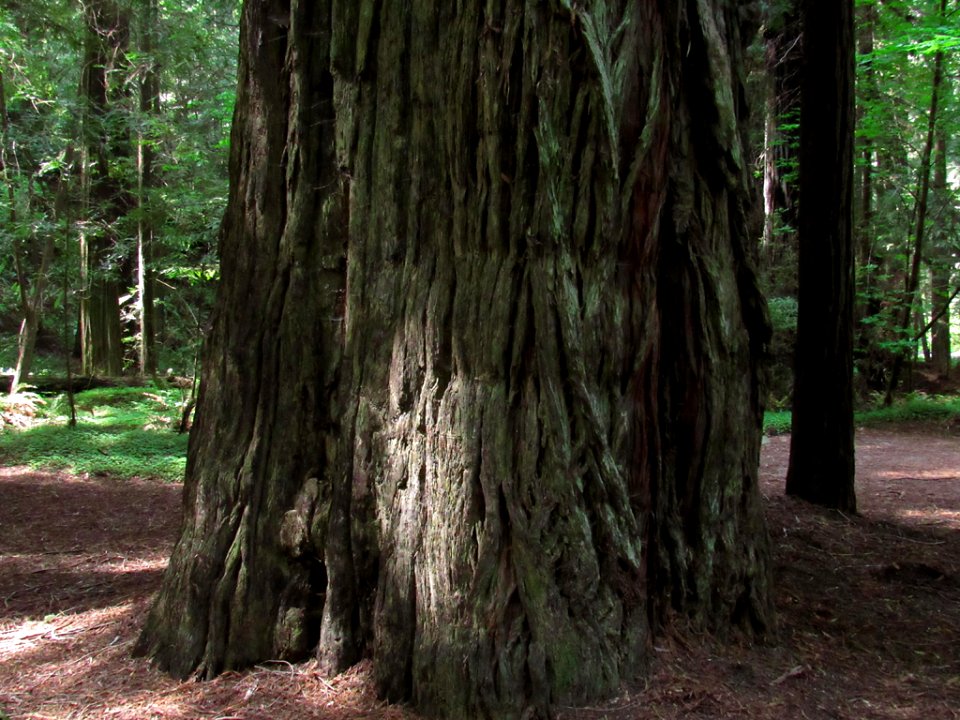 Avenue of the Giants at Redwoods in California