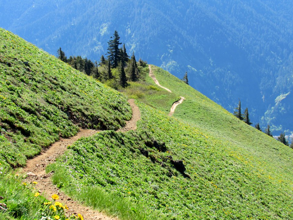 Dog Mountain Trail in Washington