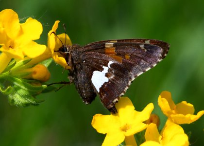 Silver Spotted Skipper Butterfly photo