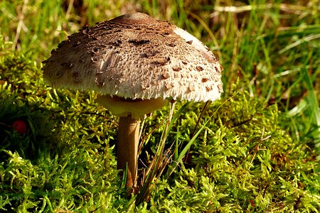 Plant mushroom moss
